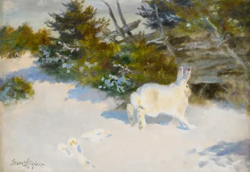 Lièvre dans un paysage d